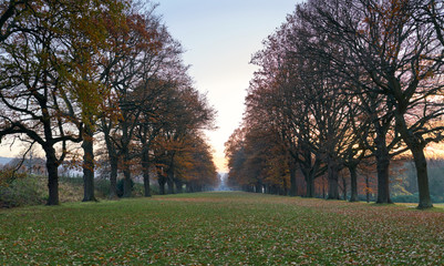 Autumn trees lining a grass avenue at dusk, England UK.