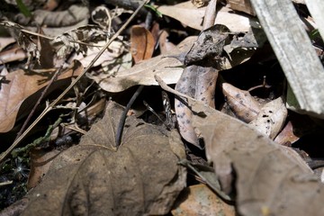 Butterfly in the forest