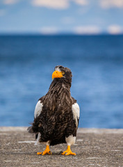 Steller's sea eagle is sitting on a concrete pier against the background of the sea and the Kunashir island in the distance. Japan. Hokkaido. Shiretoko Peninsula. Shiretoko National Park