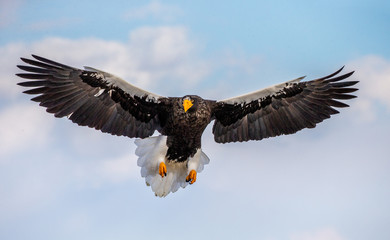 Steller's sea eagle in flight on background blue sky. Japan. Hokkaido. Shiretoko Peninsula. Shiretoko National Park