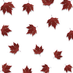 Red maple leaves isolated on white background. Seasonal autumn texture.