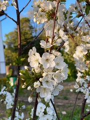 apple tree blossom