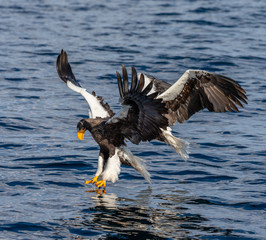 Two Steller's sea eagles in flight on background of the blue sea. Japan. Hokkaido. Shiretoko Peninsula. Shiretoko National Park