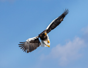 Steller's sea eagle in flight on background blue sky. Japan. Hokkaido. Shiretoko Peninsula. Shiretoko National Park