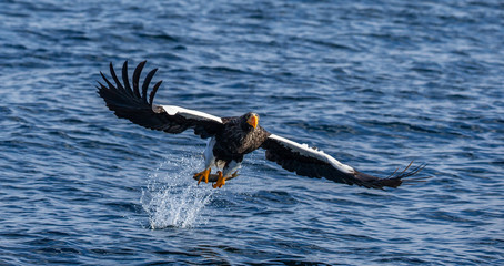 Steller's sea eagle in flight on a background of the sea with prey in its paws. Japan. Hokkaido. Shiretoko Peninsula. Shiretoko National Park