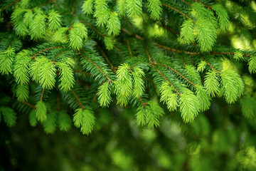 Spruce branches as a background