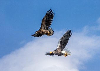 Steller's sea eagle and White-tailed eagle in flight on background blue sky. Japan. Hokkaido. Shiretoko Peninsula. Shiretoko National Park