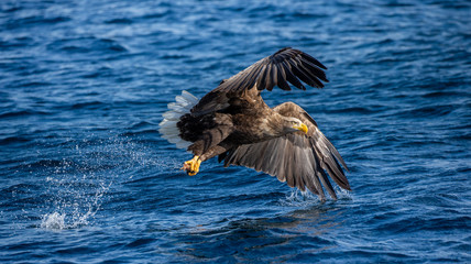 White-tailed eagle in flight on a background of the sea with prey in its paws. Japan. Hokkaido. Shiretoko Peninsula. Shiretoko National Park