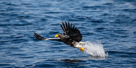 Steller's sea eagle in flight on a background of the sea with prey in its paws. Japan. Hokkaido. Shiretoko Peninsula. Shiretoko National Park