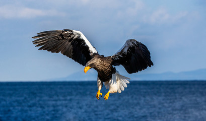 Steller's sea eagle in flight on background blue sky and blue sea. Japan. Hokkaido. Shiretoko Peninsula. Shiretoko National Park