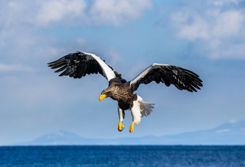 Steller's sea eagle in flight on background blue sky. Japan. Hokkaido. Shiretoko Peninsula. Shiretoko National Park