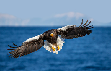 Steller's sea eagle in flight on the background of the sea and the Kunashir island in the distance. Japan. Hokkaido. Shiretoko Peninsula. Shiretoko National Park 