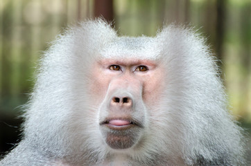 Fototapeta premium Baboon eyes