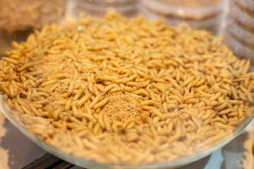 close up photo with selective focus of maggots for fishing - natural bait