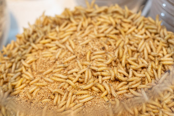 close up photo with selective focus of maggots for fishing - natural bait