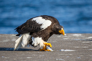 Steller's sea eagle is sitting on a concrete pier against the background of the sea with prey in its paws. Japan. Hokkaido. Shiretoko Peninsula. Shiretoko National Park