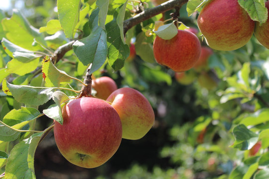Reife &Auml;pfel am Apfelbaum