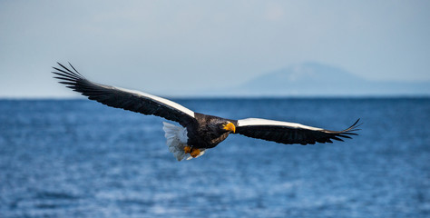 Steller's sea eagle in flight on the background of the sea and the Kunashir island in the distance. Japan. Hokkaido. Shiretoko Peninsula. Shiretoko National Park 