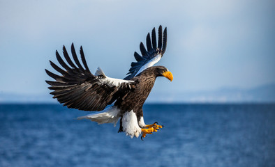 Steller's sea eagle in flight on the background of the sea and the Kunashir island in the distance. Japan. Hokkaido. Shiretoko Peninsula. Shiretoko National Park 