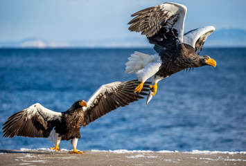 Group of the Steller's sea eagles and White-tailed eagles on the pier in the port. Japan. Hokkaido. Shiretoko Peninsula. Shiretoko National Park