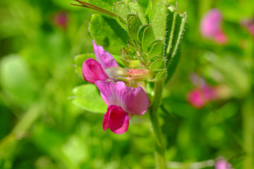 ヤハズエンドウ (Vicia sativa subsp. nigra)