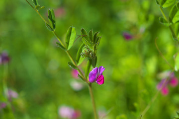 ヤハズエンドウ (Vicia sativa subsp. nigra)