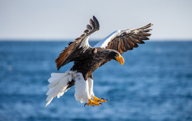 Steller's sea eagle in flight on background blue sky and blue sea. Japan. Hokkaido. Shiretoko Peninsula. Shiretoko National Park