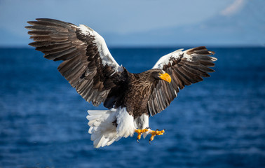 Steller's sea eagle in flight on the background of the sea and the Kunashir island in the distance. Japan. Hokkaido. Shiretoko Peninsula. Shiretoko National Park 