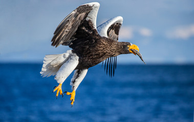 Steller's sea eagle in flight on background blue sky and blue sea. Japan. Hokkaido. Shiretoko Peninsula. Shiretoko National Park