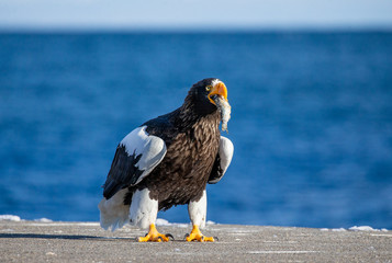 Steller's sea eagle is standing on a pier in the port with a fish in its beak. Japan. Hokkaido. Shiretoko Peninsula. Shiretoko National Park