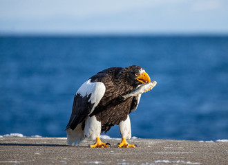 Steller's sea eagle is standing on a pier in the port with a fish in its beak. Japan. Hokkaido. Shiretoko Peninsula. Shiretoko National Park