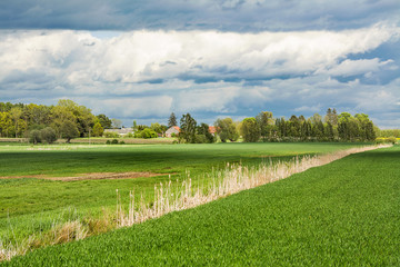 Green meadow and trees. Beautiful spring landscape in Poland