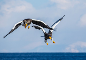Two Steller's sea eagles in flight on background blue sky. Japan. Hokkaido. Shiretoko Peninsula. Shiretoko National Park