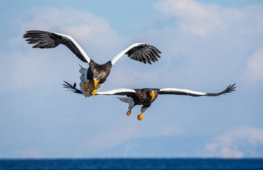 Two Steller's sea eagles in flight on background blue sky. Japan. Hokkaido. Shiretoko Peninsula. Shiretoko National Park
