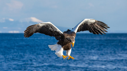 Steller's sea eagle in flight on the background of the sea and the Kunashir island in the distance. Japan. Hokkaido. Shiretoko Peninsula. Shiretoko National Park 