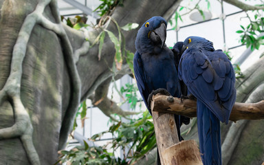 The hyacinth macaw, Blue Parrot