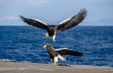Group of the Steller's sea eagles and White-tailed eagles on the pier in the port. Japan. Hokkaido. Shiretoko Peninsula. Shiretoko National Park