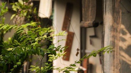 Plant at the side with white walls behind