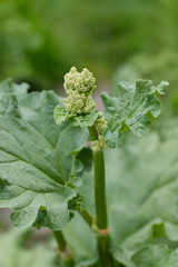 Flowering Rheum rhabarbarum in a vegetable garden. Flowers rhapontic rhubarb (Rheum rhaponticum) closeup.