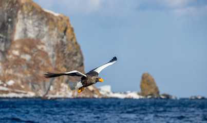 Fototapeta na wymiar Steller's sea eagle in flight on the background of the shore and rocks. Japan. Hokkaido. Shiretoko Peninsula. Shiretoko National Park