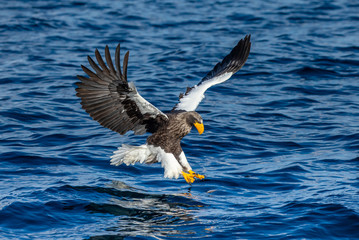 Steller's sea eagle at the time of the attack on the fish on the background of blue sea. Japan. Hokkaido. Shiretoko Peninsula. Shiretoko National Park