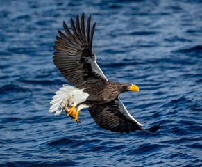Steller's sea eagle in flight on a background of the sea with prey in its paws. Japan. Hokkaido. Shiretoko Peninsula. Shiretoko National Park