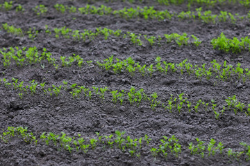 Carrots seedlings growing on a vegetable bed in spring.  Carrot plants growing in the soil