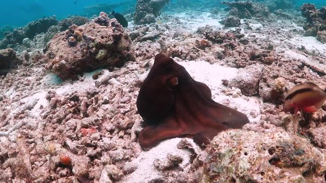 Underwater clip of an octopus among colorful coral reef surrounded by small tropical fish