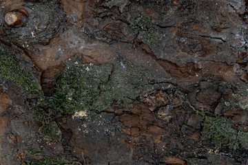 large texture of tree bark with moss. The background for writing text