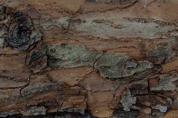 large texture of tree bark with moss. The background for writing text