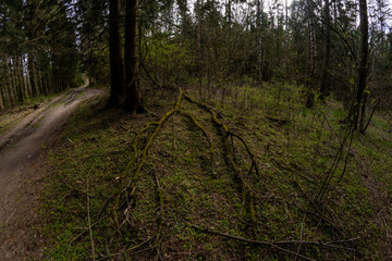 Fish eye view landscape of rubber trees