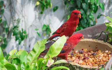 The red lory, red Eos bornea