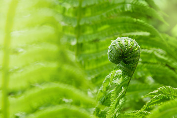 Young spring fern leaves on natural background growing in the garden.  Beautiful background with...