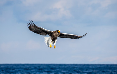 Steller's sea eagle in flight on background blue sky. Japan. Hokkaido. Shiretoko Peninsula. Shiretoko National Park